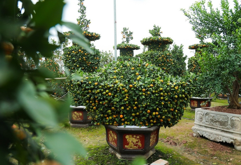 Mỗi cây quýt hình thỏi vàng "Tài lộc" cao hơn 1m, tán rộng gần 2m có giá bán từ 12 - 20 triệu đồng. Ảnh: Tiền phong