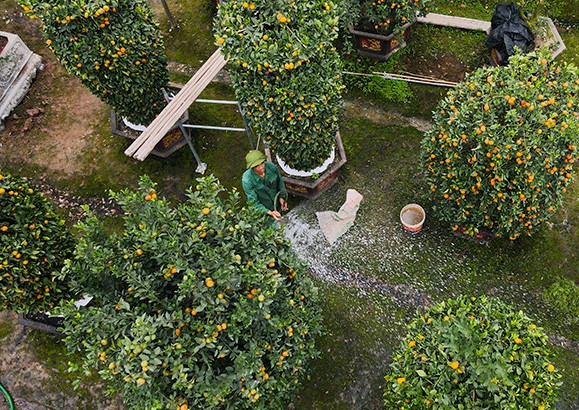 Để quýt có hoa vào đúng dịp Tết, nhà vườn phải ép khô nước của cây và tưới nước 3 ngày một lần. Ảnh: Báo tin tức