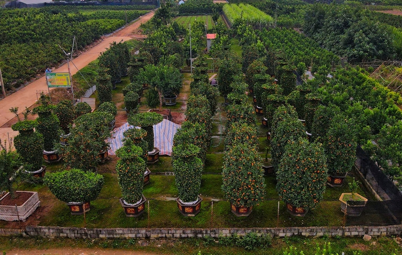 Ngoài quýt lục bình, nhà vườn còn ra mắt thêm quý thỏi vàng tài lộc. Ảnh: Daidoanket