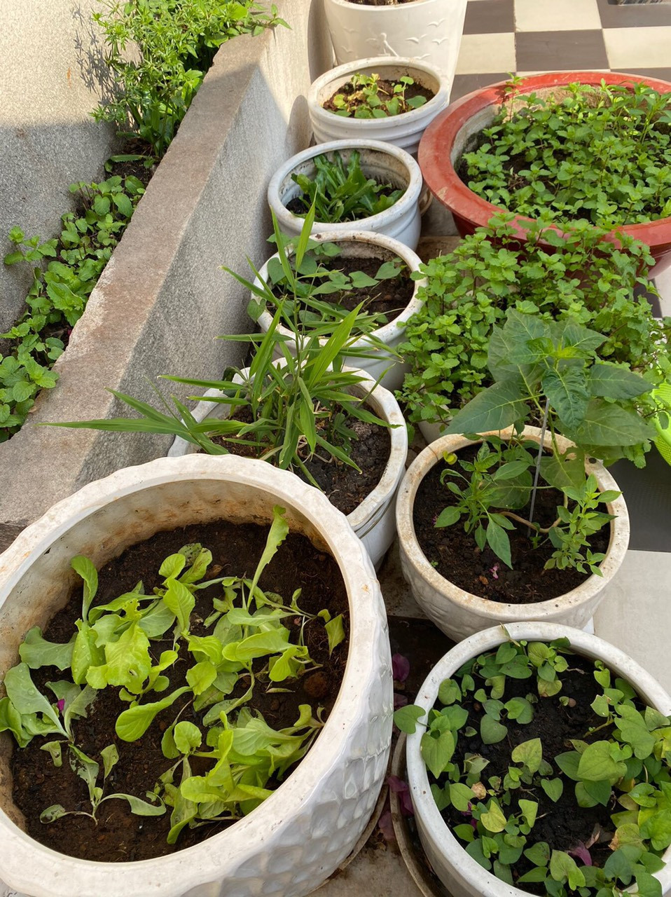 Các loại rau được Giáng My trồng trong chậu.