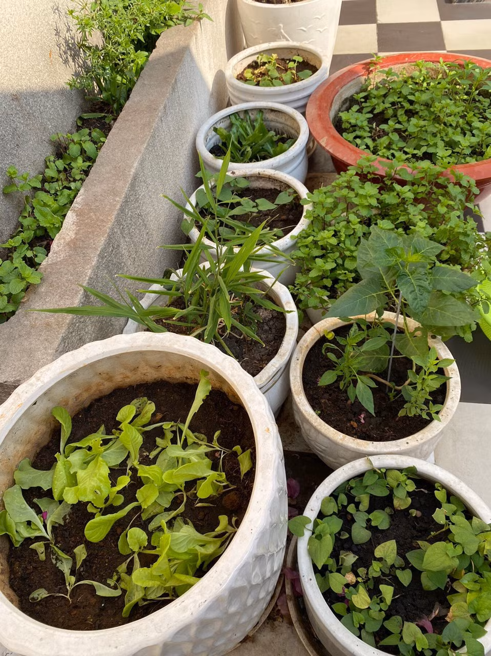 Các loại rau được Giáng My trồng trong chậu.