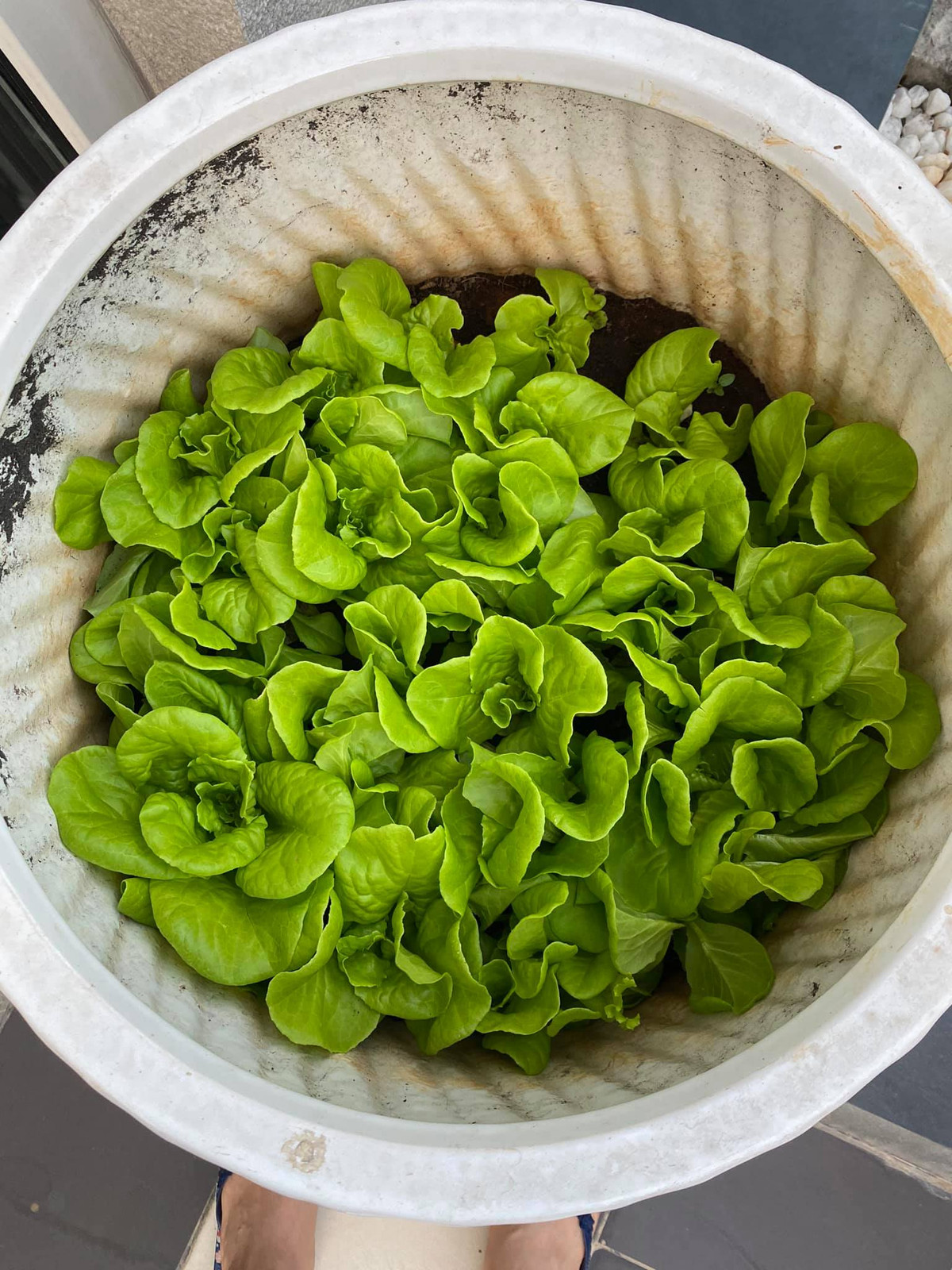 Rau nào cũng xanh non mơn mởn.