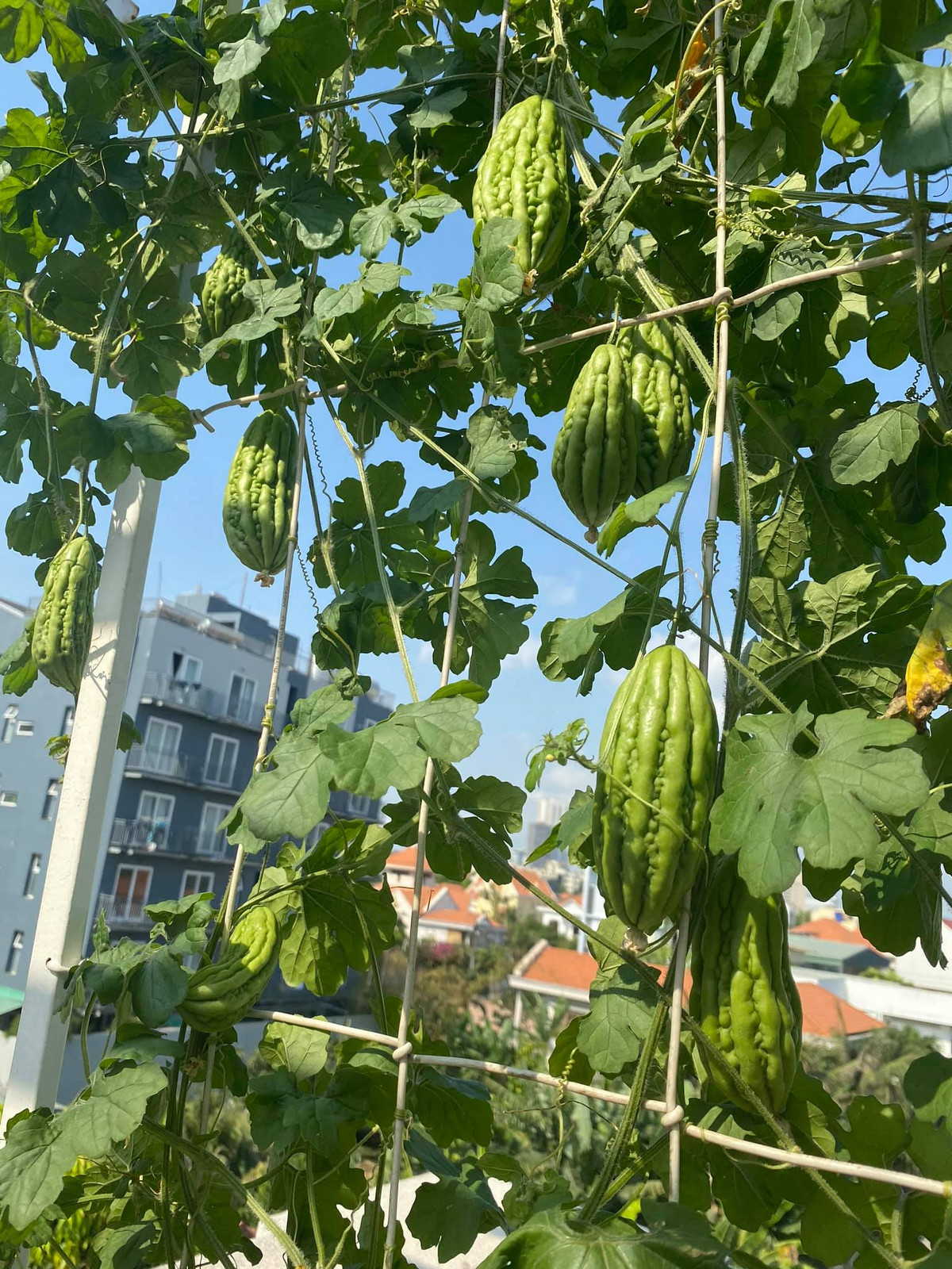 Giàn mướp đắng sai trĩu quả.