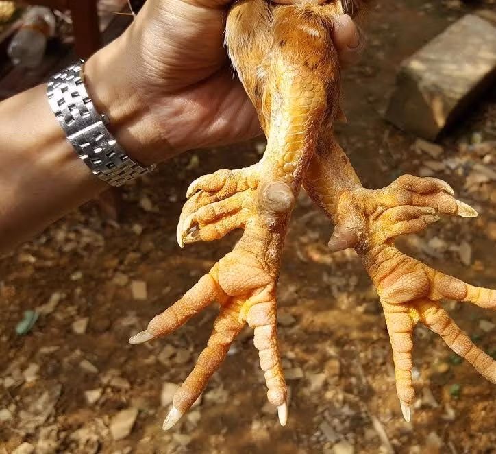 Khi mới nở, giống gà này đã có 6 cựa. Trong quá trình nuôi, chúng lại mọc thêm 2 cựa ở 2 chân. Một số con gà "đột biến" có 9 cựa. Loại gà 3-5 cựa giá chỉ từ 250.000-350.000 đồng/kg nhưng loại gà 6-8 cựa trên 500.000 đồng/kg. Những con gà có đủ 9 cựa thì cực hiếm, có tiền cũng khó mua. Ảnh: Dân trí