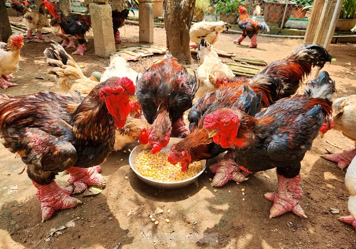 Đông Tảo là một giống gà quý hiếm, thuần chủng của Việt Nam, được nuôi từ lâu tại xã Đông Tảo (huyện Khoái Châu, tỉnh Hưng Yên). Ảnh: Tiền phong