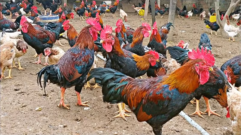 Gà Mía khi nhỏ có da đỏ au như gấc chín. Khi trưởng thành, da gà có thể chuyển sang màu vàng. Giá gà Mía từ 150.000-200.000 đồng/kg. Ảnh: Bachhoaxanh