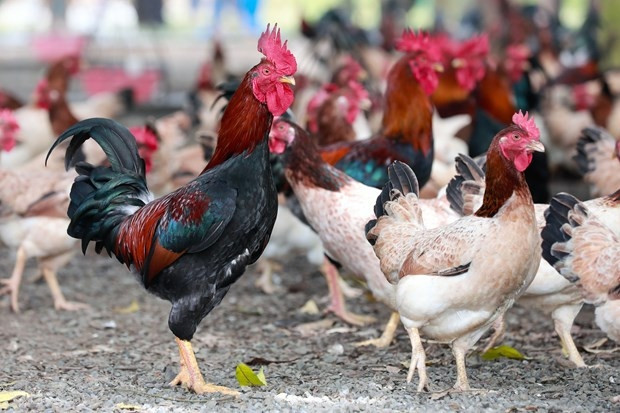 Gà Mía là giống gà đặc sản ở Đường Lâm (Sơn Tây, Hà Nội). Xưa kia, gà Mía là sản vật tiến vua. Giống gà này có hình thức đẹp (nét đẹp phảng phất con công, con phượng) nên thường được nuôi vào mục đích thờ cúng, giỗ chạp, biếu xén và ăn Tết. Ảnh: TTXVN