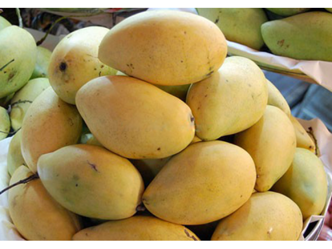 Tại các khu chợ truyền thống, xoài Cát Hòa Lộc loại 1 (2 quả một kg) được bán với giá 150.000-160.000 đồng/kg, loại 2 khoảng 110.000 đồng/kg và loại 3 là 60.000-80.000 đồng./kg. Ảnh: Traicayngon
