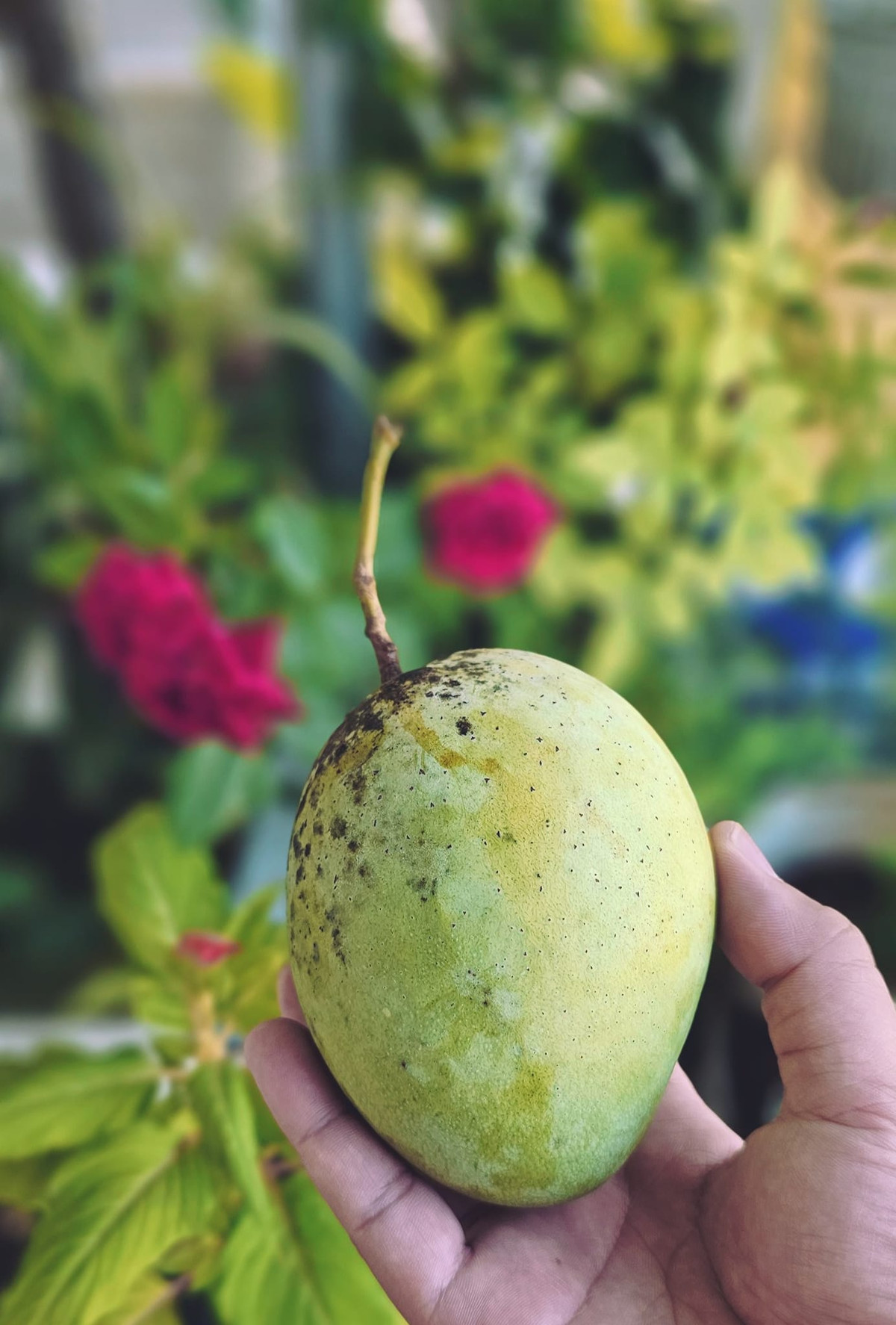 Xoài cát Hòa Lộc là loại xoài ngon nức tiếng của vùng ĐBSCL. Mỗi trái xoài nặng trung bình 350 - 450 gram. Ảnh: Facebook