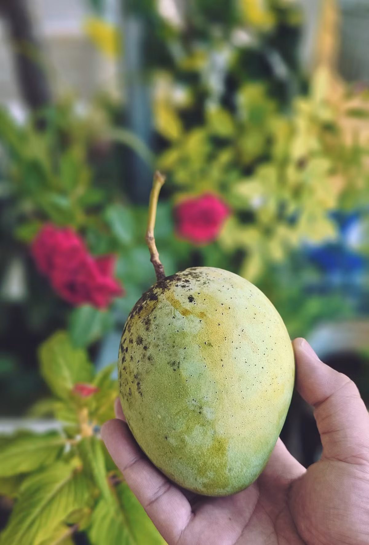 Xoài cát Hòa Lộc là loại xoài ngon nức tiếng của vùng ĐBSCL. Mỗi trái xoài nặng trung bình 350 - 450 gram. Ảnh: Facebook
