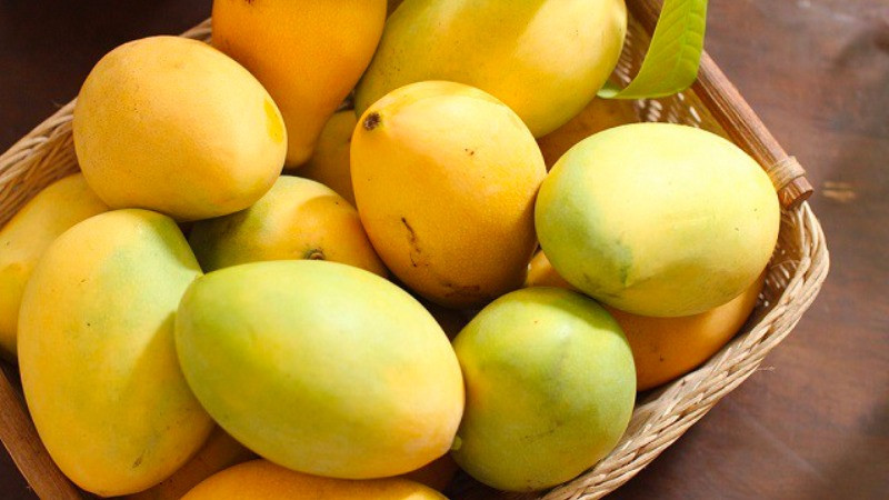 Khi chín vỏ xoài cát Hòa Lộc có màu vàng nhạt, thịt quả màu vàng tươi, ít xơ, rất thơm, ngọt. Ảnh: Bachhoaxanh