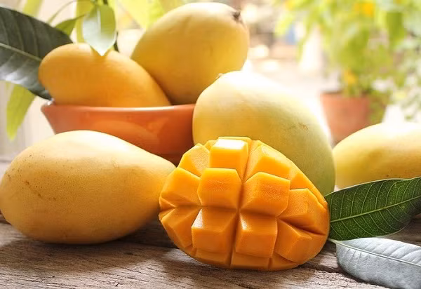 Có nguồn gốc từ xã Hòa Lộc, huyện Giáo Đức, Định Tường (nay đã đổi thành xã Hòa Hưng, Huyện Cái Bè, Tiền Giang), nhưng nay xoài cát Hòa Lộc được trồng ở nhiều nơi như Đồng Tháp, Hậu Giang, Bến Tre...Ảnh: Bộ Công thương