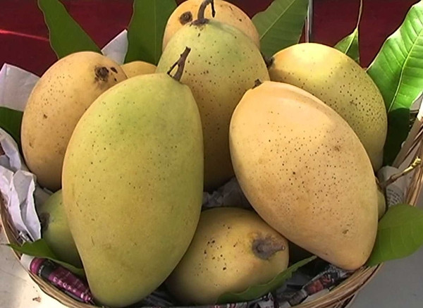 Những trái xoài cát Hòa Lộc ngon là còn tươi, da căng bóng, yết hầu trái rõ, có lớp phấn mỏng bao quanh vỏ xoài. Cầm quả xoài cảm giác chắc tay. Ảnh: Thuonghieuvacongluan