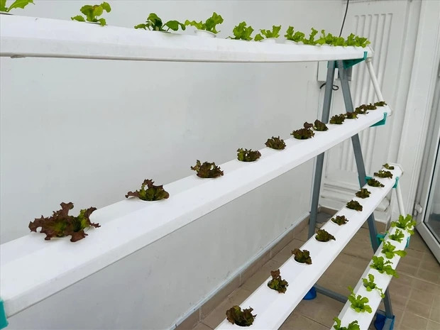 Ban đầu, khu vườn chỉ có cây con nhỏ.