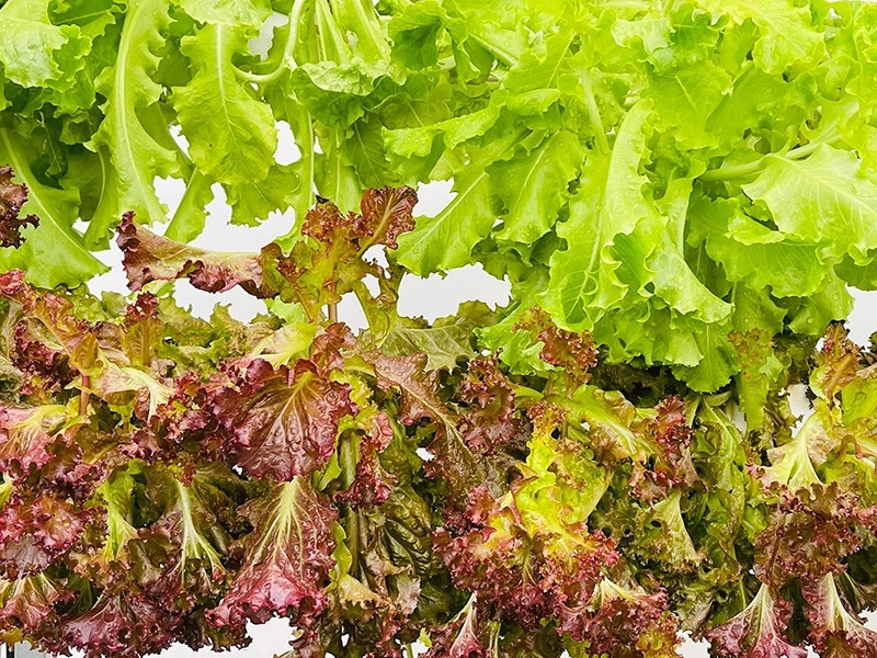 Rau được tưới nước tự động nên luôn xanh tốt mà không cần người chăm.