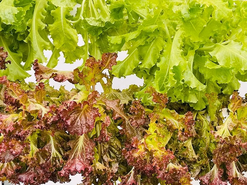 Rau được tưới nước tự động nên luôn xanh tốt mà không cần người chăm.