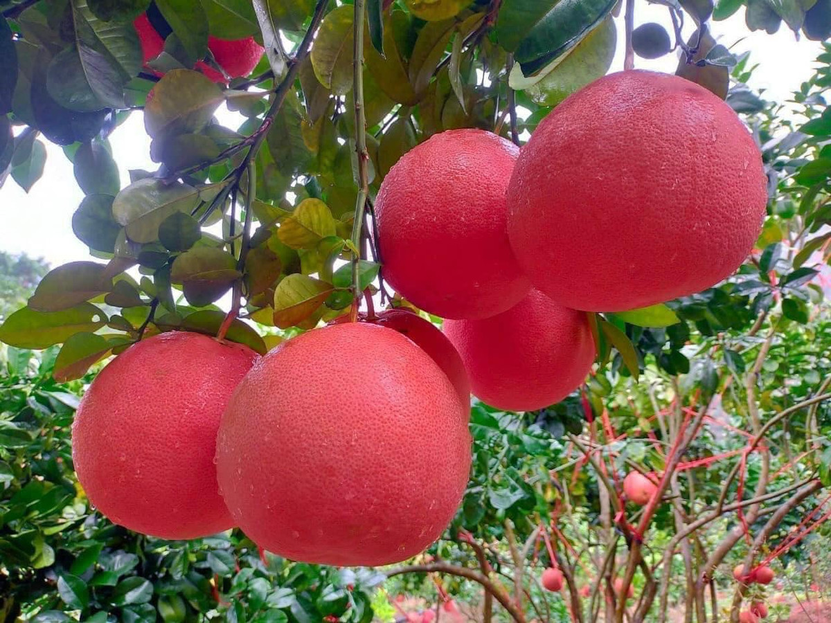 Bưởi Luận Văn còn được gọi là bưởi đỏ trồng rất nhiều tại làng Luận Văn (xã Thọ Xương) và các xã Xuân Bái, Xuân Lam, Xuân Trường... huyện Thọ Xuân, tỉnh Thanh Hóa. Ảnh: Facebook