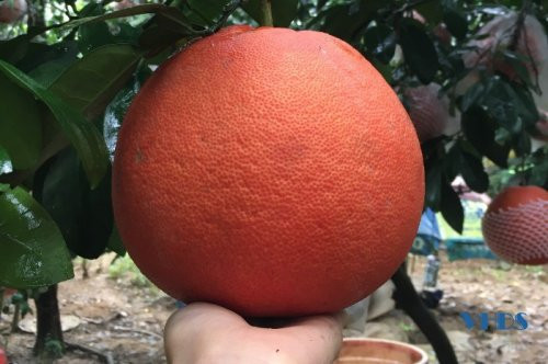 Theo truyền thuyết, vào đầu thế kỷ XV, trong Cuộc khởi nghĩa Lam Sơn, Lê Lợi đã đóng quân tại đây và lấy tên làng Luận Văn đặt cho sản phẩm bưởi của làng. Đây cũng là bưởi tiến vua của vùng đất này. Ảnh: Thanhhoa