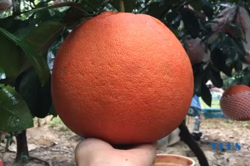 Theo truyền thuyết, vào đầu thế kỷ XV, trong Cuộc khởi nghĩa Lam Sơn, Lê Lợi đã đóng quân tại đây và lấy tên làng Luận Văn đặt cho sản phẩm bưởi của làng. Đây cũng là bưởi tiến vua của vùng đất này. Ảnh: Thanhhoa