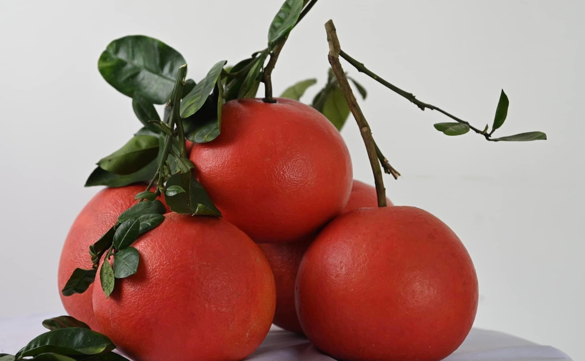 Lúc còn xanh, bưởi Luận Văn có màu giống như các loại bưởi khác nhưng khi chín chúng chuyển dần sang đỏ tươi từ trong ra ngoài. Ảnh: Facebook