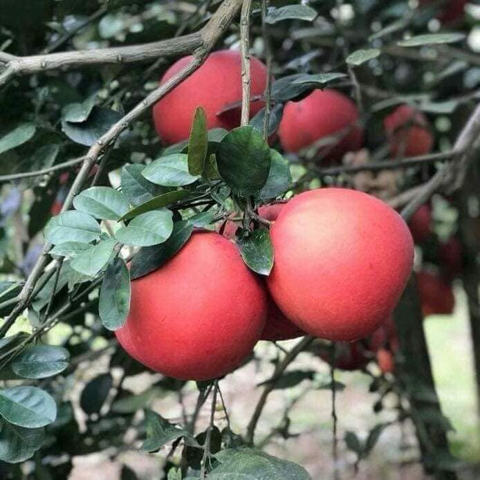 Cụ thể, giá bưởi đỏ dao động khoảng 80.000 – 90.000 đồng/kg loại quả to, tròn, nặng từ 1,2kg trở lên. Bưởi quả VIP, nặng khoảng 1,7kg/quả, mẫu mã đẹp thì giá khoảng 250.000 đồng/quả. Ảnh: Facebook