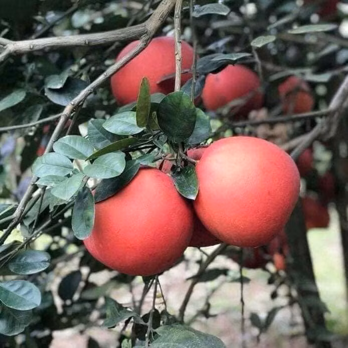 Cụ thể, giá bưởi đỏ dao động khoảng 80.000 – 90.000 đồng/kg loại quả to, tròn, nặng từ 1,2kg trở lên. Bưởi quả VIP, nặng khoảng 1,7kg/quả, mẫu mã đẹp thì giá khoảng 250.000 đồng/quả. Ảnh: Facebook