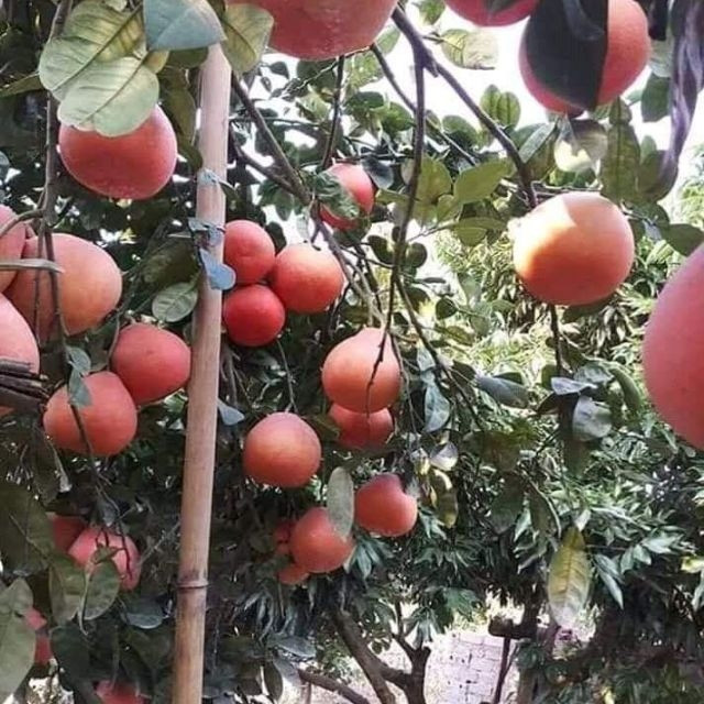 Trước đây bưởi đỏ Luận Văn ít người biết đến, số lượng trồng chưa nhiều. Nhưng khoảng 10 năm nay, bưởi đỏ được khách hàng tìm mua nhiều nên không ít nhà vườn đầu tư làm kinh tế. Ảnh: Shopee