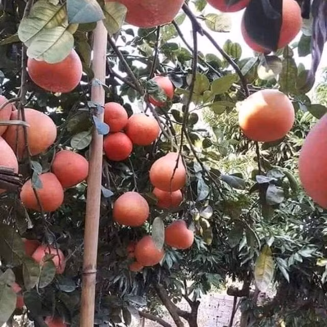 Trước đây bưởi đỏ Luận Văn ít người biết đến, số lượng trồng chưa nhiều. Nhưng khoảng 10 năm nay, bưởi đỏ được khách hàng tìm mua nhiều nên không ít nhà vườn đầu tư làm kinh tế. Ảnh: Shopee