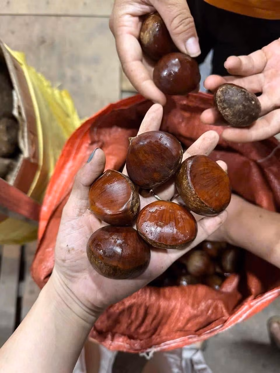 Loại to ăn không ngon bằng loại nhỏ nên hầu hết khách hàng thường mua về để nấu ăn nhiều hơn.