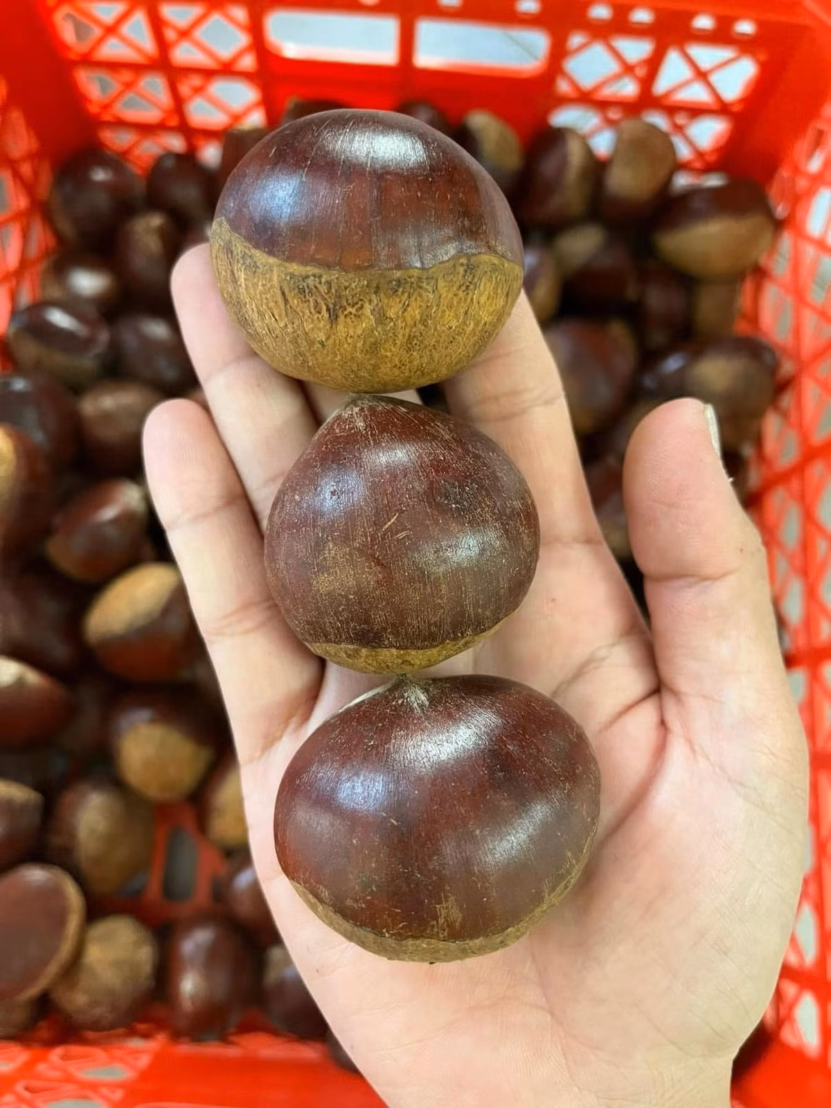 Do giá rẻ nên khách thường đặt mua 3 - 5kg để được giảm chi phi vận chuyển.