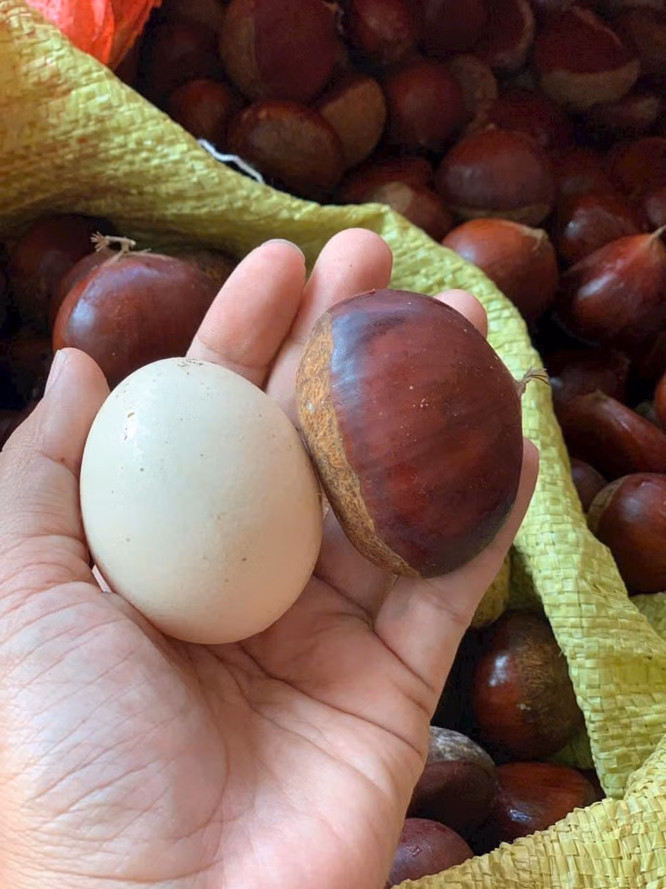 Chị An (một đầu mối bán hạt dẻ ở Tuyên Quang) cho biết, hạt dẻ này năm nào cũng có nhưng năm nay thực sự "hot". Có ngày chị An bán được vài chục cân.