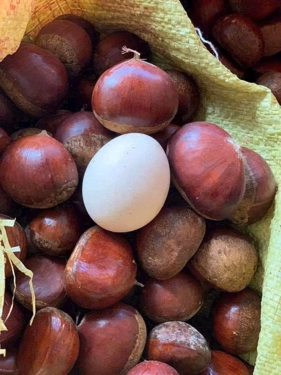 Thời gian gần đây, trên chợ mạng xuất hiện nhiều người bán hạt dẻ khổng lồ to bằng quả trứng gà thu hút đông đảo chị em nội trợ.