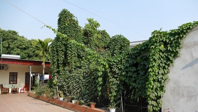 Giàn gấc xanh mướt một góc vườn. Ảnh: Vietnamnet