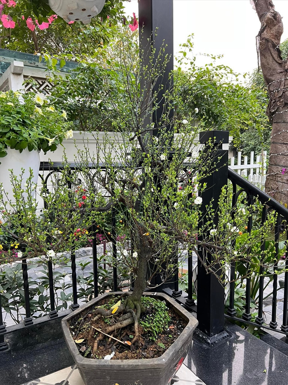 Tuấn Hưng dành nhiều thời gian để chọn lựa cây cảnh và cắt tỉa gọn gàng. Nguồn ảnh: FBNV