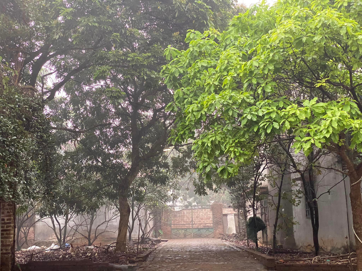 Nhà vườn của nghệ sĩ Chiều Xuân những sáng tinh mơ trong sương mờ. Ảnh: FBNV