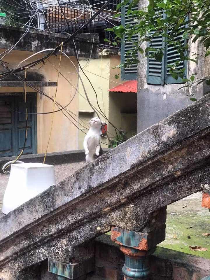 Trải qua thời gian, căn biệt thự đã có dấu hiệu xuống cấp. Ảnh: Facebook