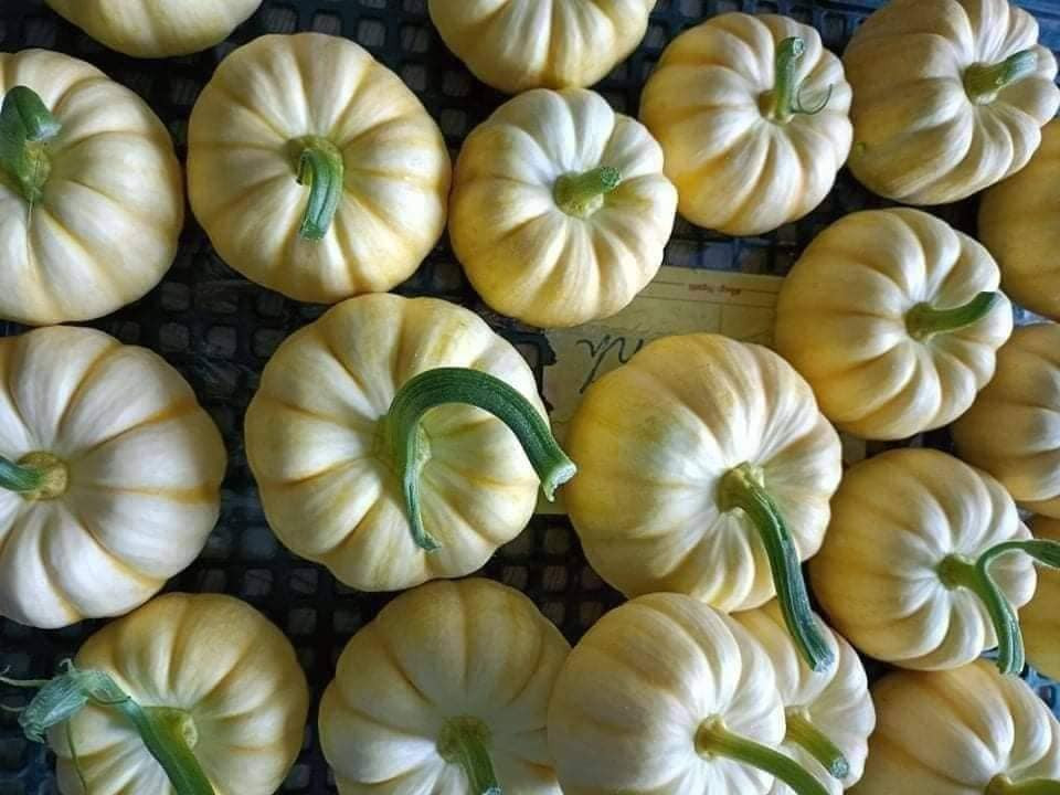 Bí ngô có nhiều mức giá khác nhau, tùy thuộc vào từng loại. Chẳng hạn như bí nhật mini vàng 90.000 đồng/kg, bí giọt nước 130.000/kg, bí thiên nga 160.000 đồng/kg... Ảnh: FB Nguyen Trang