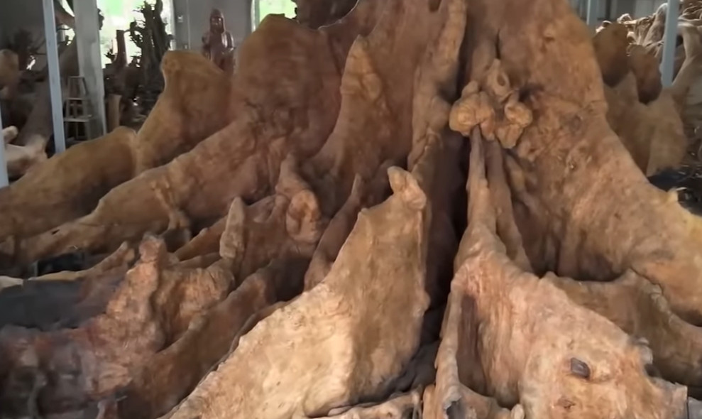 Sau đó, đường bị sụt lún phải đổ cát đè lên. Mưa xuống, đường ngập nước khiến cây cũng ngập theo, cứ héo chết dần dần. Lúc đó ông thư ký đình tìm người đốn gốc cây vì sợ cành khô gãy rơi trúng người dân”.