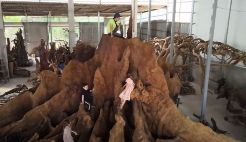 Gốc cây cổ thụ có bán kính lên tới hàng chục mét, được trưng trong khu nhà xưởng rộng 600m2.