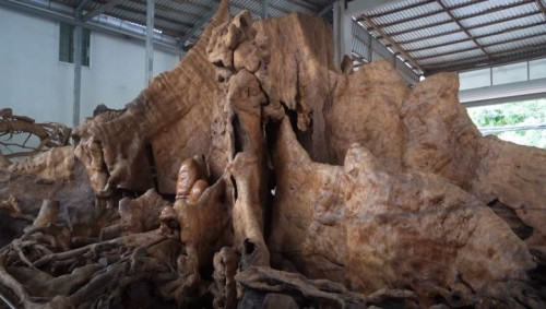 Theo ông Chiến, ở Việt Nam hiện không có gốc cây bàng nào to hơn và nhiều tuổi hơn gốc cây ông đang sở hữu.