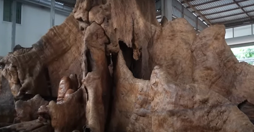 Lúc này, ông Chiến hỏi mua gốc bàng với giá 30 triệu đồng và đem về trưng trong nhà xưởng rộng lớn.