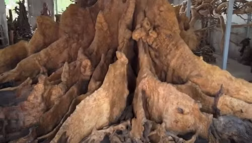 Ông Chiến cho biết sở hữu gốc cây bàng gần 10 năm nay. Năm 2014, cây nằm ở đình Phụng Tường (Kế Sách). Cây tồn tại hàng nghìn năm nhưng vẫn tươi tốt, cho đến khi nhà nước làm đường Nam Sông Hậu (tức Quốc lộ 91B), công nhân vận chuyển cát đá theo đường sát cây bàng.