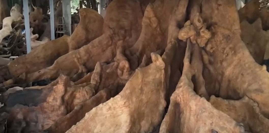 Hiện tại, ông Chiến muốn nhượng lại gốc cây bàng cho ai đó trân trọng và có duyên với giá 30 tỷ đồng vì ông không còn trẻ, chẳng thể chăm sóc chu đáo như trước.