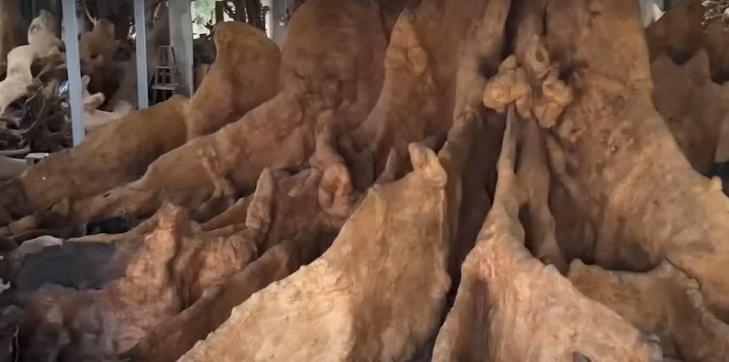 Hiện tại, ông Chiến muốn nhượng lại gốc cây bàng cho ai đó trân trọng và có duyên với giá 30 tỷ đồng vì ông không còn trẻ, chẳng thể chăm sóc chu đáo như trước.