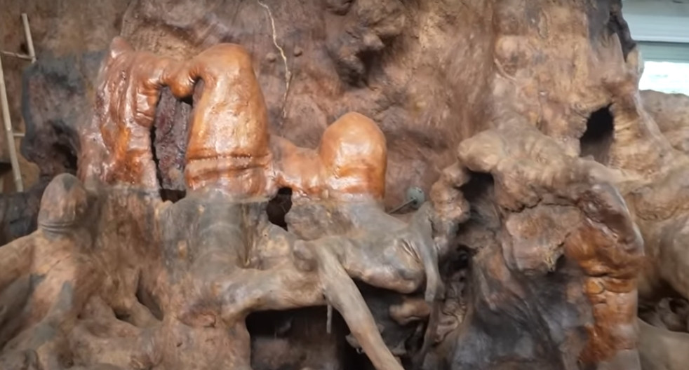 Thời gian đầu, ông Chiến thuê 10-15 nhân công chăm sóc gốc cây. Mỗi người một nhiệm vụ: lột vỏ, chà nhám sạch sẽ và bỏ hơn 100 triệu đồng mua 10.000 lít dầu cộng thuốc trị mối về quết lên để tránh mối mọt.