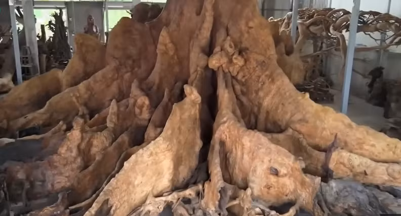 Mới đây, kênh YouTube Độc Lạ Bình Dương giới thiệu một gốc cây bàng có tuổi thọ lên tới hơn nghìn năm tuổi thuộc sở hữu của ông Chiến (73 tuổi) ở Sóc Trăng.