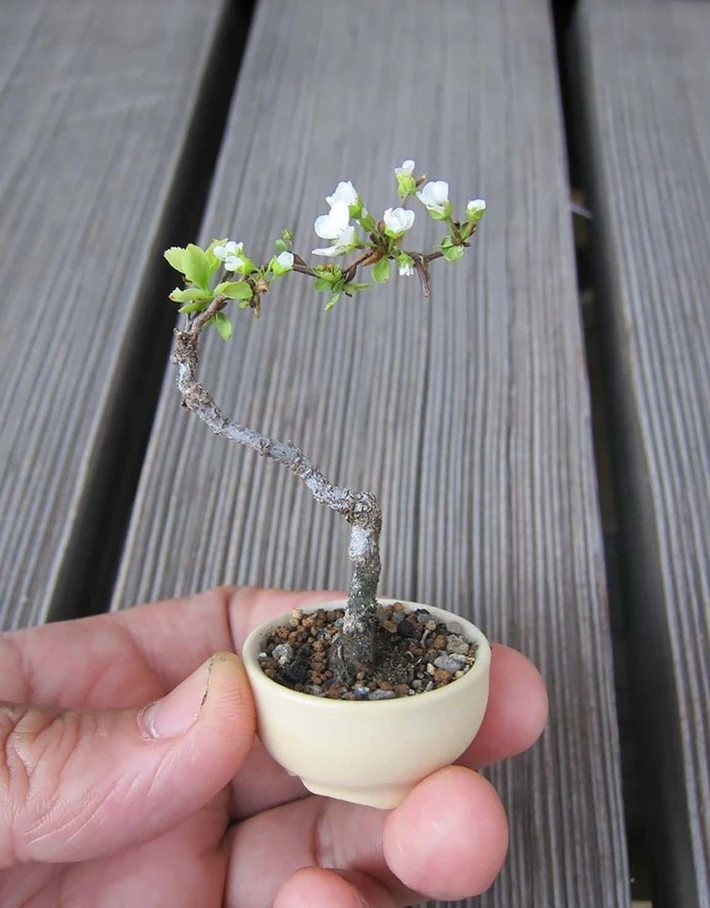 Vẻ đẹp mong manh của chậu bonsai táo chẳng ai cưỡng lại nổi. Nguồn ảnh: Getty Imgae