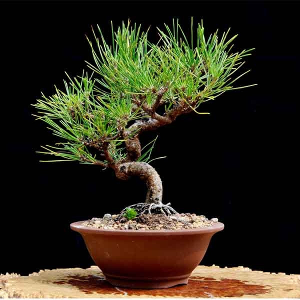 Thông đen được coi là vua của các loại bonsai. Thế cây tạo theo dáng theo kiểu zic zac rất đặc biệt.