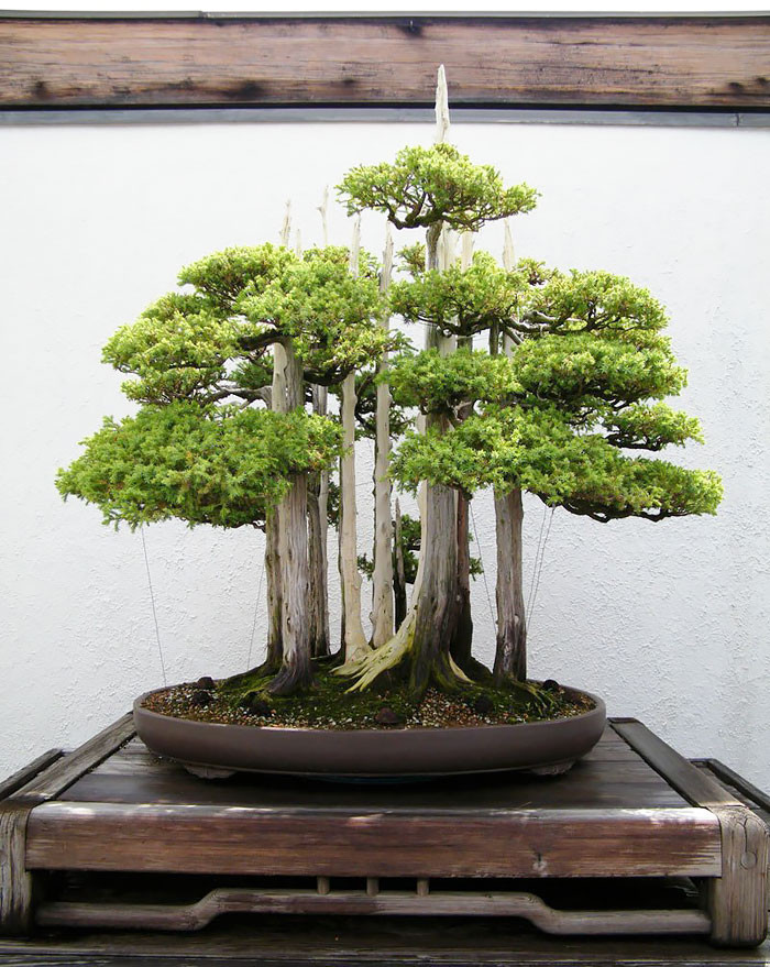 Tác phẩm bonsai Goshin như một khu rừng già.