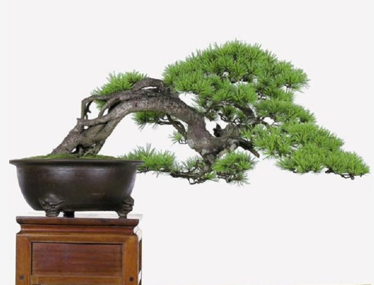 Bonsai mini dáng nghiêng cũng rất được ưa chuộng.